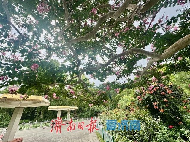 一年四季 泉在济南丨一株紫薇绽芳华 点亮济南初秋好景致