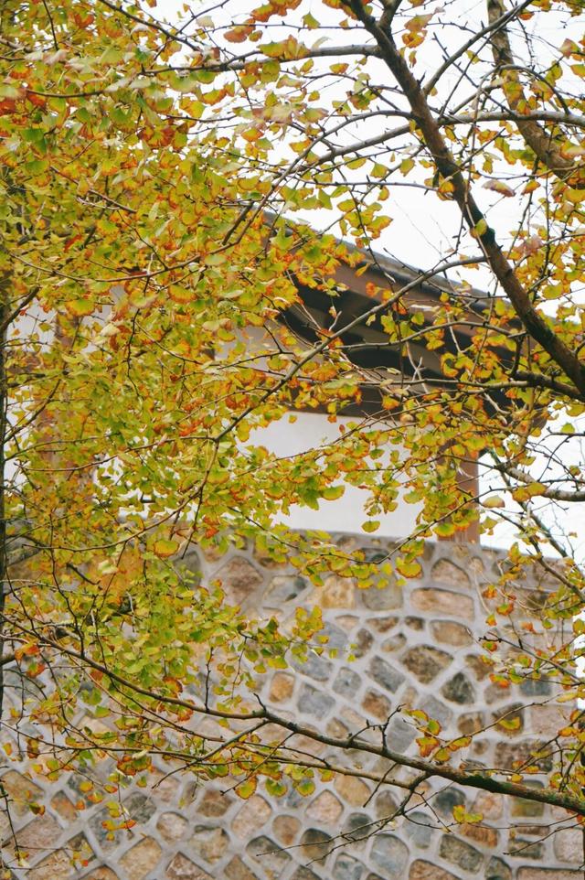 惊艳上线！福州这里变身“黄金村”！还有人靠它悄悄赚钱……