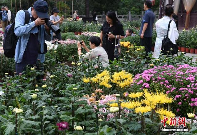 赏菊正当时 重庆华岩寺菊花展吸引市民打卡