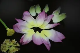 古猗园发布首个获国际登录认证的荷花新品种图片