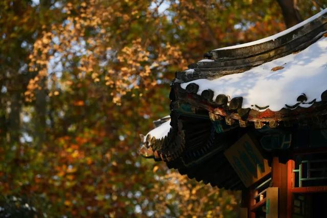 错过这片顶流风景的北京人，只能再等一年