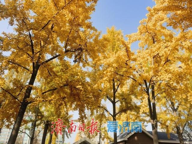 泉城深秋“金”装裹 银杏漫染诗意浓