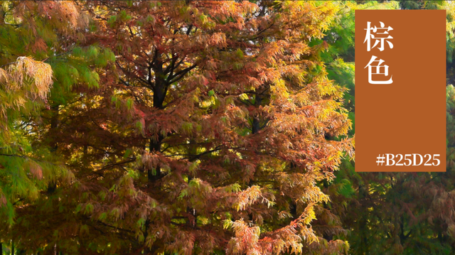 来横沙岛的秋风里，寻一抹中国黄