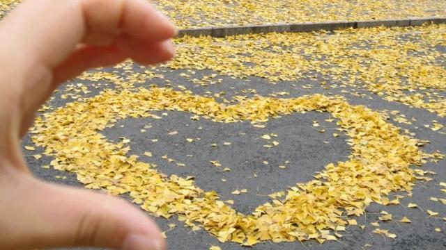 银杏大道迎来最佳观赏季