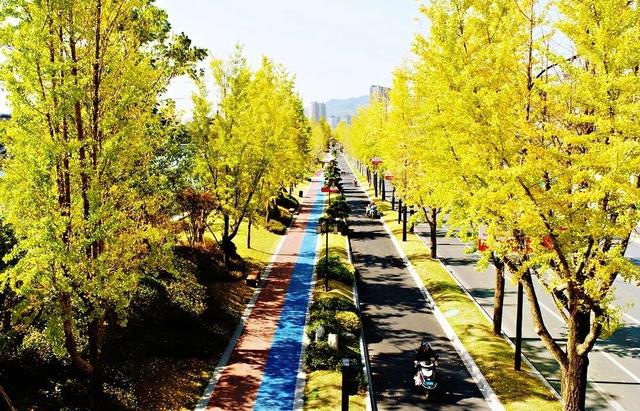 临安，一座被银杏腌入味的城市