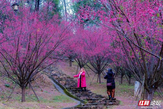 组图丨黛瓦红梅，是藏在石峰公园里的中式浪漫