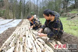 汶川映秀：推进中药材种植开启乡村致富金“药”匙图片