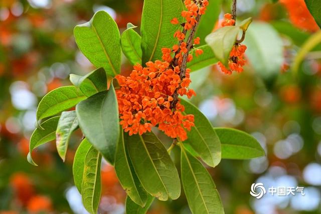 赏桂花品桂花糕 浙江金华十里桂花长廊醉秋光