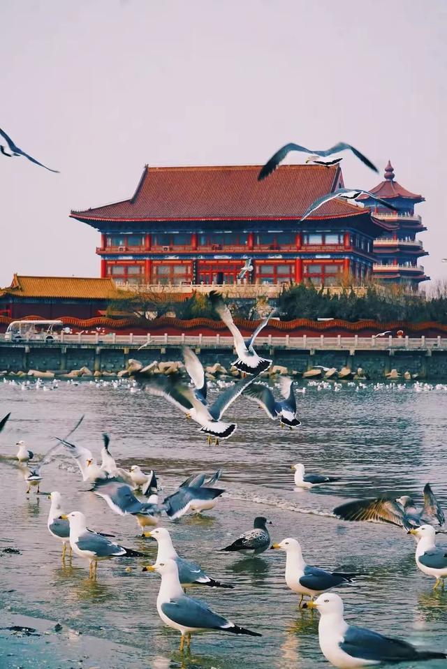 治愈天花板！来蓬莱赴一场冬日“鸥遇”