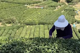 浙商银行“共富贷”助力杭州茶商  百年茶香飘进现代茶馆图片