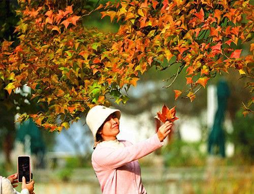 石象路“最美600米”秋景引游客