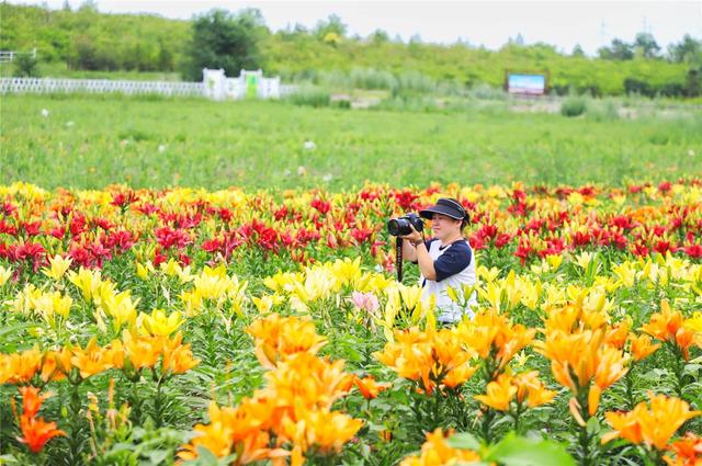 百合花开迎客来