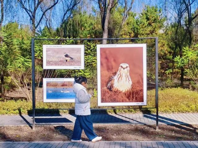 万鸟齐舞！北京这里成“候鸟天堂”，还有专属礼遇——