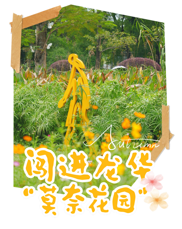 龙华，花海“大爆发”