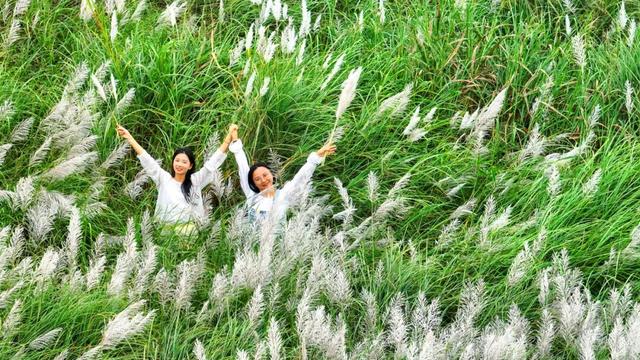 清城芦苇荡：隐藏在城市边缘的秋日童话