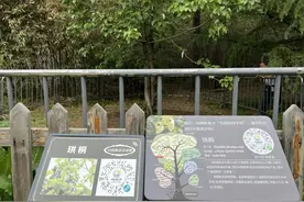 北京地区极为罕见！植物界“大熊猫”珙桐花开国家植物园图片