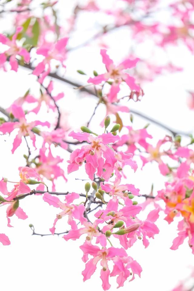 我愿意为了这道色彩，来越秀N次