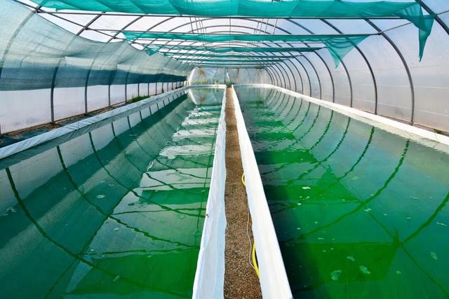 今年最抽象的网红饮料，从英国火回内蒙老家