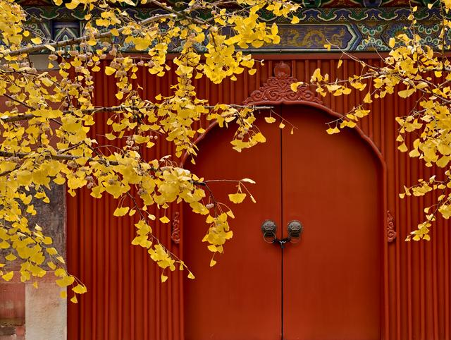 雨后天晴，承恩寺秒变“黄金殿”！银杏铺满院，古韵拉满格