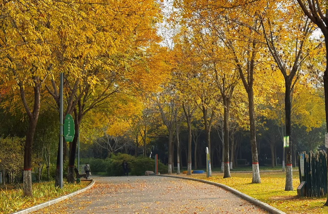 郑州这个“网红”公园的秋色绝了！附公交、地铁路线→