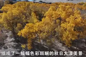 大漠胡杨 甘肃阿克塞秋景壮美无边图片