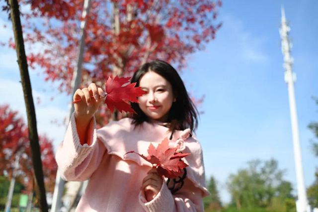 红了~红了，来宿城追“枫”！