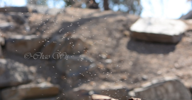 北京雪地惊现蚊子爬行，蚊子出现抗寒性了？