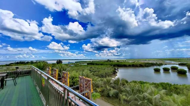 暖冬“追鸟”去！在海口美兰，邂逅灵动之美~