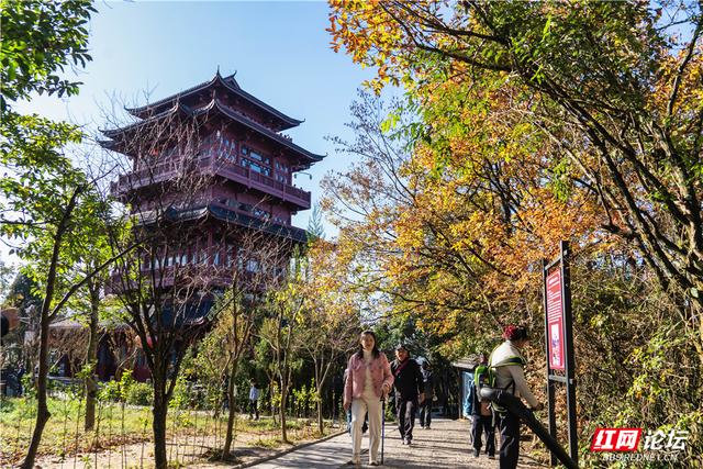 【每日一图@湖南】张家界暖冬限定！天子山暖阳沐峰林