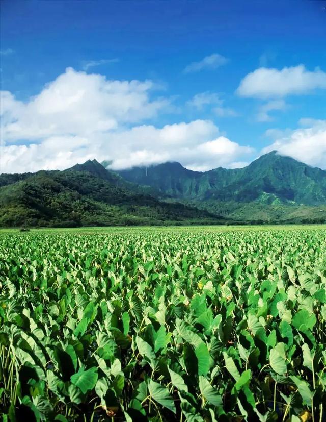 李思思也来打卡了！这座宝藏小城凭一口“糯叽叽”征服全网