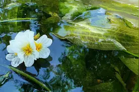 高质量发展调研行丨绿波荡漾海菜花 生态美景促民富图片