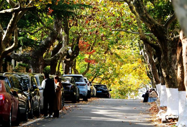 落叶如画！青岛“落叶缓扫”，触手可及的限定美好