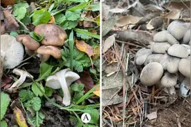 大理大学科研团队发现两个离褶伞属大型真菌新物种图片