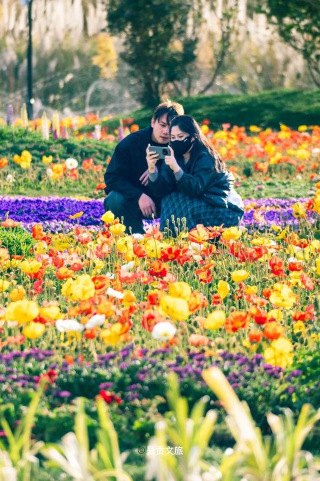 走进斗南七彩花海，看一场春天的盛大绽放