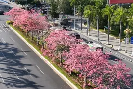 广州花都：美丽异木棉绽放，营造满满粉色浪漫图片
