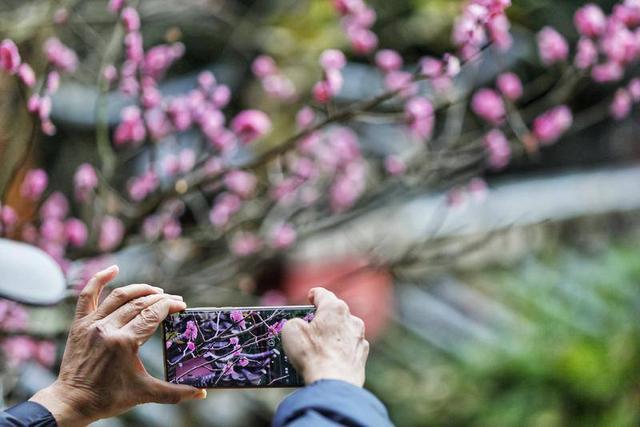 暖阳与梅香 映照昆明冬日旅居新图景