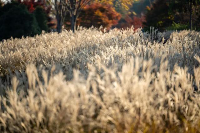 现在的金山是什么颜色？答案藏在这片…