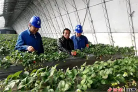 山西忻州：温室大棚绿意浓  电力赋能有奔头图片