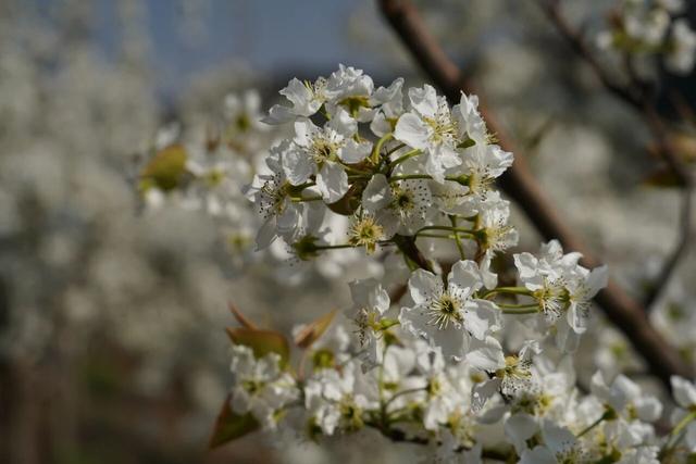 大片雪白！盘龙区松华街道梨花开啦