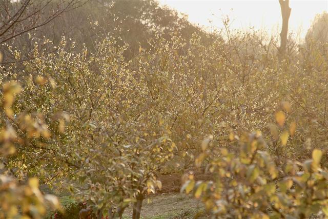 武汉东湖梅园将于元旦开园，名字含“梅”游客免费