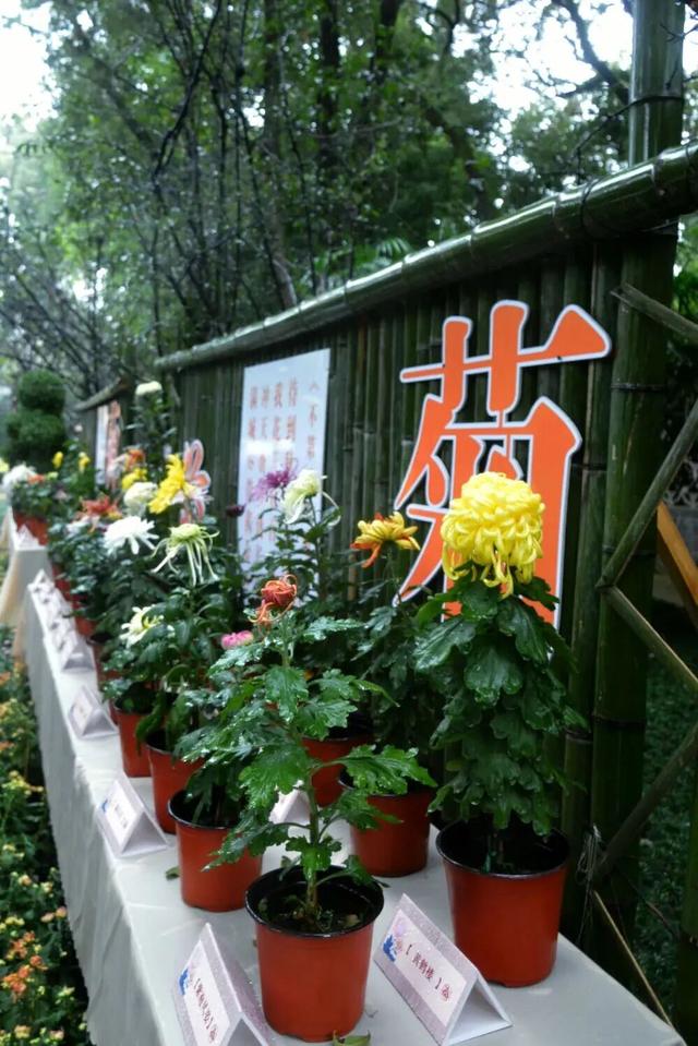 已开，免费！10万盆菊花、超多精彩活动等你来