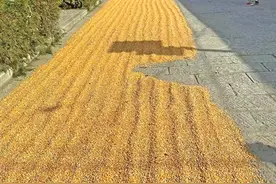 长在土地上的人和玉米图片