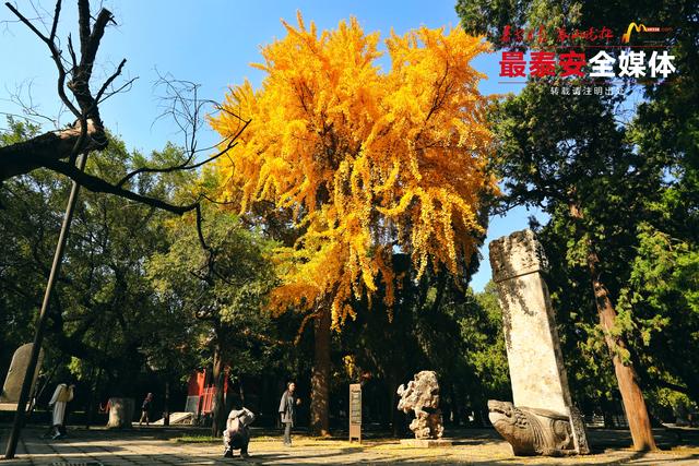 千年岱庙 一庭秋色