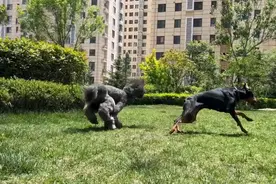 果然视频｜最高收费上千元，凭一张照片就能和宠物对话？图片