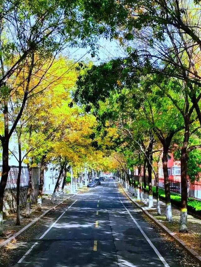 太美了！这里是日照万安路