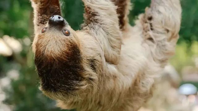 “疯狂动物城”原型，在北京找到了！