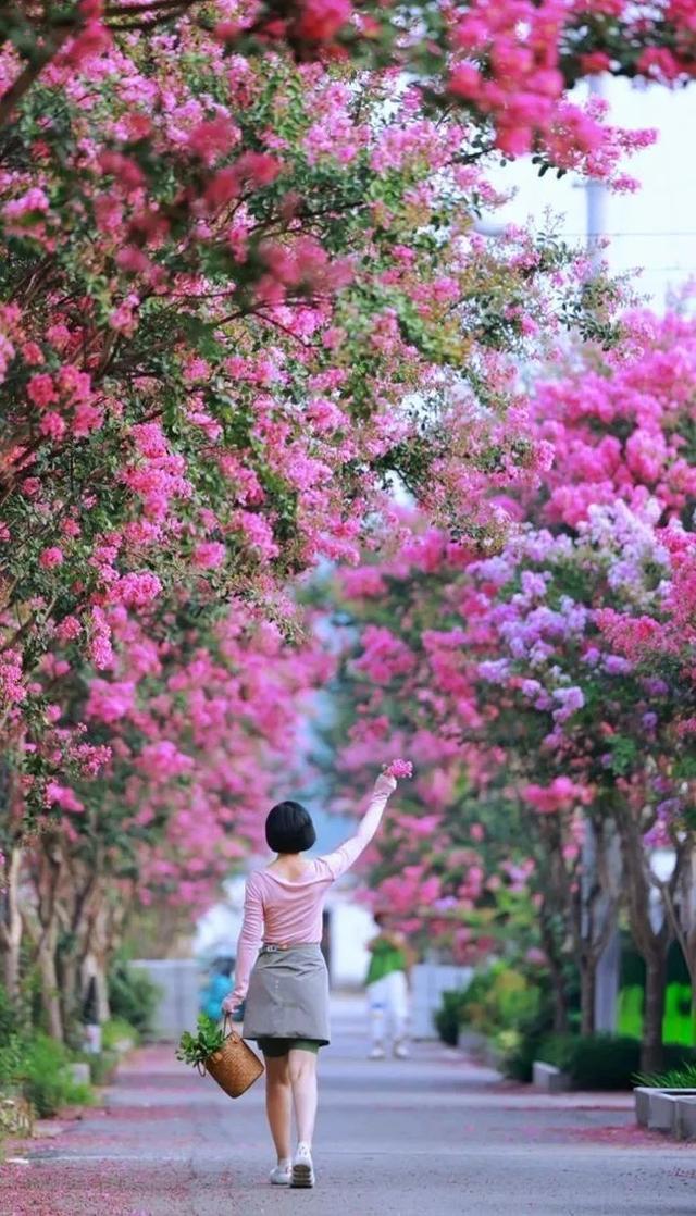 沉醉于花海！日照这个村，太美啦！