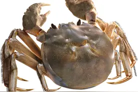 生物多样性｜长江口生命之歌：九段沙与中华绒螯蟹图片