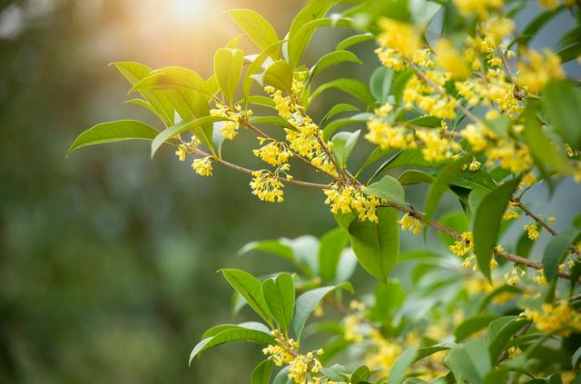 季节限定！浙江这些宝藏赏桂地与你“香”约~