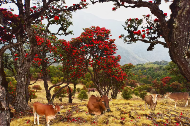 来漾濞的十个理由！每个都很好……